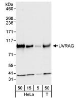 UVRAG Antibody in Western Blot (WB)