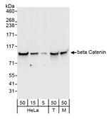 Beta-catenin Antibody in Western Blot (WB)