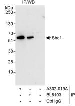 Shc1 Antibody in Immunoprecipitation (IP)