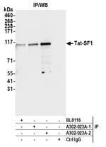 Tat-SF1 Antibody in Immunoprecipitation (IP)