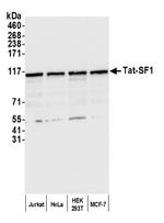 Tat-SF1 Polyclonal Antibody