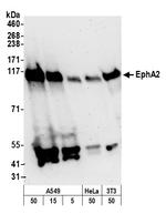 EphA2 Polyclonal Antibody