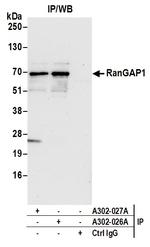 RanGAP1 Antibody in Immunoprecipitation (IP)