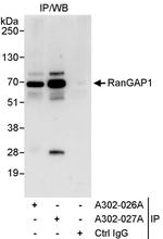 RanGAP1 Antibody in Immunoprecipitation (IP)