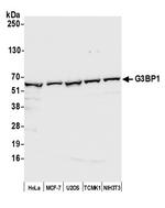 G3BP1 Polyclonal Antibody