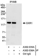 OXR1 Polyclonal Antibody