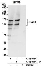BAT3 Antibody in Immunoprecipitation (IP)