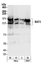 BAT3 Polyclonal Antibody