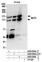 BAT3 Antibody in Immunoprecipitation (IP)
