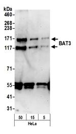 BAT3 Polyclonal Antibody