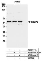 G3BP2 Antibody in Immunoprecipitation (IP)