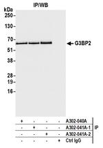 G3BP2 Polyclonal Antibody
