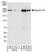 Myosin-10 Polyclonal Antibody