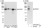 PHRF1 Polyclonal Antibody