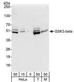 GSK3-beta Antibody in Western Blot (WB)
