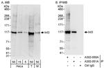 INT3 Polyclonal Antibody