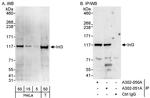 INT3 Polyclonal Antibody