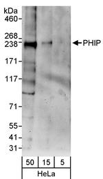 PHIP Polyclonal Antibody