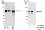 Cyclin L1 Antibody in Western Blot (WB)