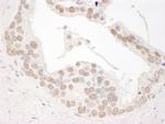 Cyclin L1 Polyclonal Antibody