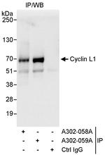 Cyclin L1 Antibody in Immunoprecipitation (IP)