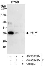 RALY Antibody in Immunoprecipitation (IP)