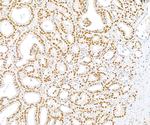 U2AF35 Antibody in Immunohistochemistry (Paraffin) (IHC (P))