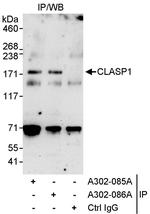 CLASP1 Polyclonal Antibody