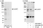 CLASP1 Polyclonal Antibody