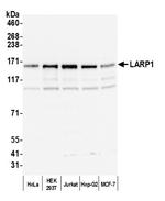 LARP1 Antibody in Western Blot (WB)