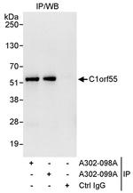 C1orf55 Antibody in Immunoprecipitation (IP)