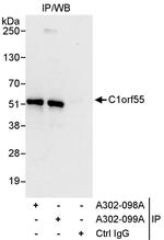 C1orf55 Polyclonal Antibody