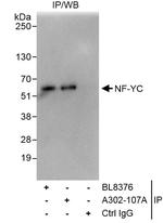 NF-YC Antibody in Immunoprecipitation (IP)