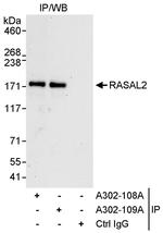 RASAL2 Polyclonal Antibody