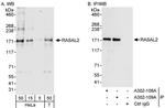 RASAL2 Polyclonal Antibody