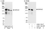 GAPex5 Polyclonal Antibody