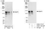 ASAP1 Polyclonal Antibody