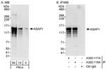 ASAP1 Polyclonal Antibody