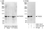 THOC5 Polyclonal Antibody