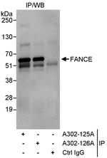FANCE Polyclonal Antibody