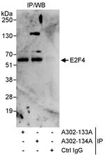 E2F4 Polyclonal Antibody