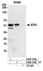 E2F4 Antibody in Immunoprecipitation (IP)