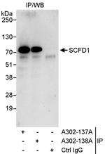 SCFD1 Polyclonal Antibody