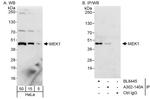 MEK1 Antibody in Western Blot (WB)