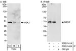 MEK2 Antibody in Western Blot (WB)