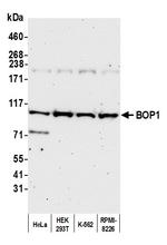 BOP1 Polyclonal Antibody