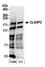 CLASP2 Polyclonal Antibody