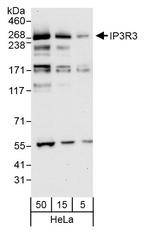 IP3R3 Polyclonal Antibody