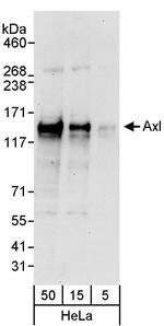Axl Antibody in Western Blot (WB)