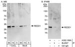 REDD1 Antibody in Western Blot (WB)